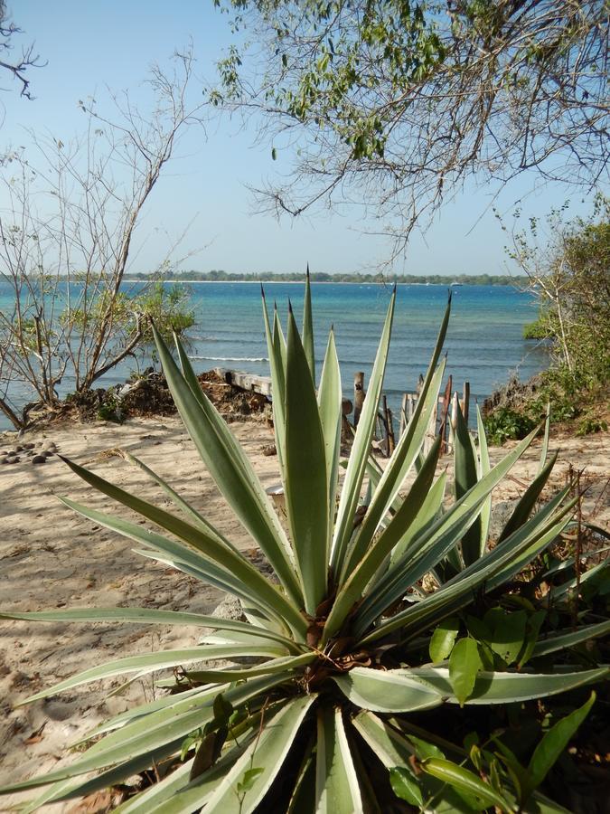 Blue Monkey Beach Cottages Shimoni エクステリア 写真