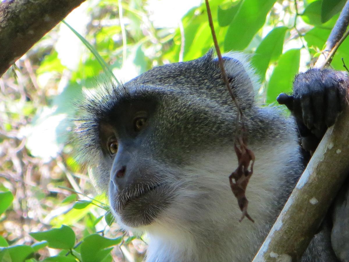 Blue Monkey Beach Cottages Shimoni エクステリア 写真